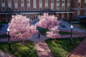 Wake Forest students walk to class across Tribble Plaza past blooming cherry trees on Monday, February 20, 2017.
